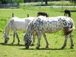 dottet white horses