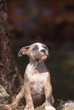 chiot pit bull la tête levée et marquant l'inquiétude