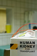 human kidney for transplant