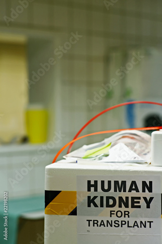 human kidney for transplant