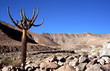 Deserto cileno