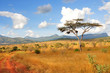Akazie in Taita Hills