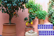 Lemon plant