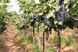 blue grapes in the vineyard.blue grapes in the vineyard.blue gra