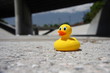 rubber ducky in the los angeles river 2