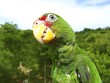 cotorra parrot green from Central America cotorra parrot green from Central America