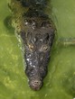 crocodile cayman in lake central America crocodile cayman in lake central America