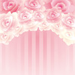 Background Rose Background Rose