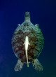 Sea turtle ascending