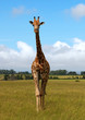 giraffe in savanna giraffe in savanna