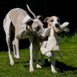 Spielende Whippets im Garten Spielende Whippets im Garten