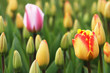 tulpe