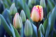 tulpen