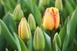 tulpe