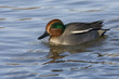 Eurasian Teal