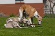 Zwei Hunde spielen mit Stock Zwei Hunde spielen mit Stock