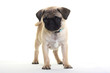 Mops