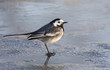 Wagtail