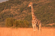 Giraffe Giraffe
