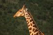Giraffe Giraffe