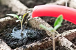 seedling