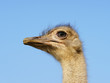Vogel Strauß - Ostrich