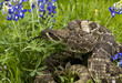 Eastern Diamondback Rattlesnake.