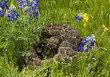 Eastern Diamondback Rattlesnake.