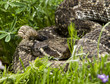 Eastern Diamondback Rattlesnake.