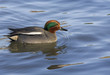 Eurasian Teal