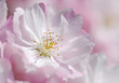 Kürschblüte