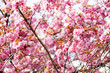 In voller Blüte