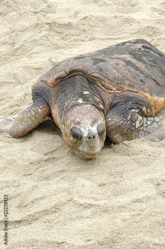 Photo: ウミガメ ウミガメ