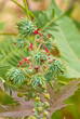 Castor Bean