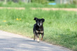 Hund