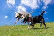 Two dogs running, against blue sky