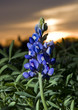 Blue Bonnets