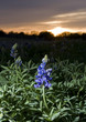 Blue Bonnets