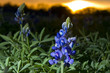 Blue Bonnets