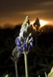 Blue Bonnets