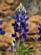 Blue Bonnets
