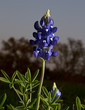 Blue Bonnets