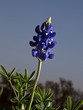Blue Bonnets