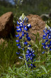 Blue Bonnets