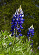 Blue Bonnets