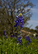 Blue Bonnets