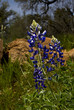 Blue Bonnets