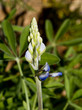 Blue Bonnets