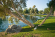 Park Ducks, Palm Desert