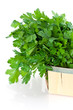 Persil frais dans caissette sur fond blanc